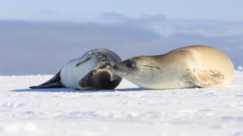 Continent 7: Antarctica Season 1 Episode 5 - Science of Survival