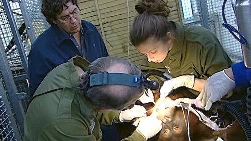 Monkey Business Season 9 Episode 6 - Episode 6