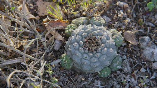 How to Change Your Mind Season 1 Episode 4 - Chapter 4: Mescaline