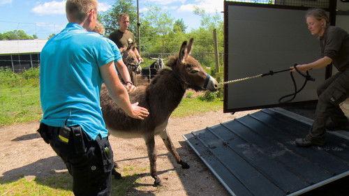 Dyrepasserne Season 6 Episode 6 - Episode 6