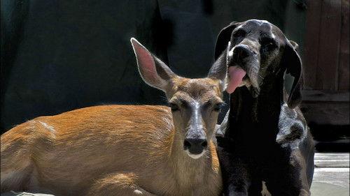 Nature Season 31 Episode 3 - Animal Odd Couples