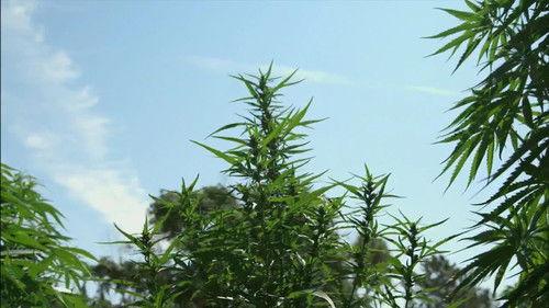 10 Things You Don't Know About Season 3 Episode 7 - Marijuana