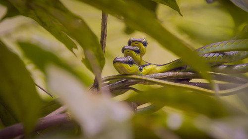 Wild City Season 1 Episode 4 - Forest Life