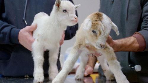 Heartland Docs, DVM Season 2 Episode 3 - Don't Rock the Goat