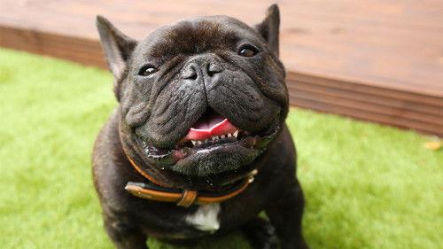 The Supervet: Noel Fitzpatrick Season 15 Episode 2 - Episode 2