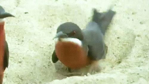 Trials of Life Season 1 Episode 6 - Home Making