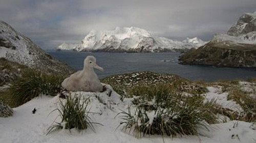Natural World Season 17 Episode 1 - South Georgia: an Island All Alone
