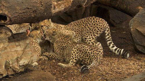 Dyrepasserne Season 7 Episode 13 - Episode 13