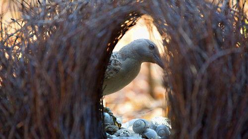 Nature Season 15 Episode 10 - Bower Bird Blues