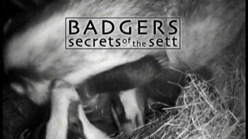 Natural World Season 27 Episode 7 - Badgers - Secrets Of The Sett