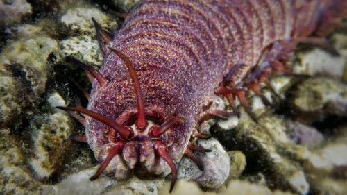 Strange Evidence Season 5 Episode 9 - Alien in Paradise