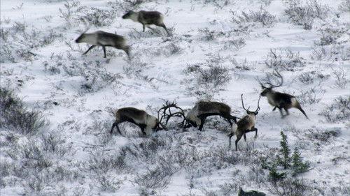 Animal Fight Night Season 3 Episode 2 - Turf Wars