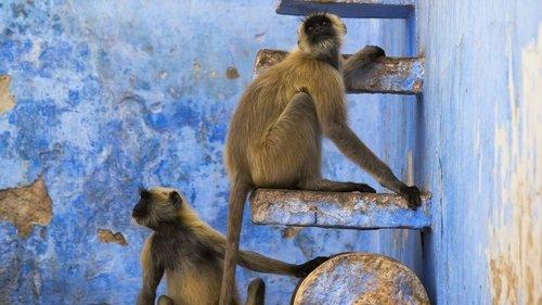 Planet Earth II Season 1 Episode 6 - Cities