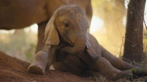 Born to Be Wild Season 1 Episode 2 - The Elephant Calf