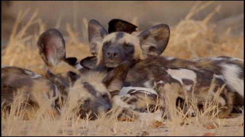 Africa's Hunters Season 3 Episode 5 - Deadly Rivals