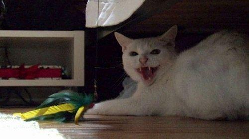 My Cat from Hell Season 1 Episode 3 - Wildcat!