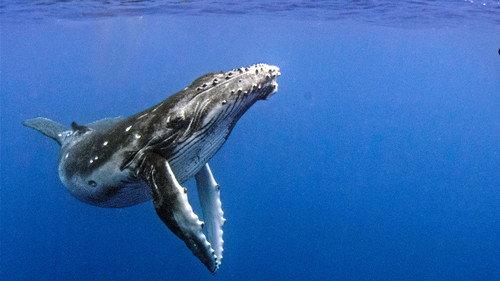 Natural World Season 38 Episode 7 - Humpback Whales: A Detective Story