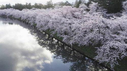 Hometown Stories Season 10 Episode 8 - Spring Splendor in Hirosaki