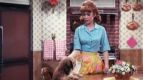Petticoat Junction Season 6 Episode 21 - I'm Allergic to Daddy