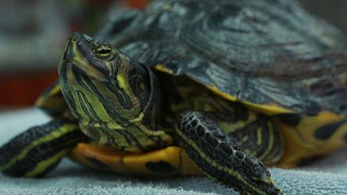 Dr. K's Exotic Animal ER Season 2 Episode 8 - Major Hissing Fit