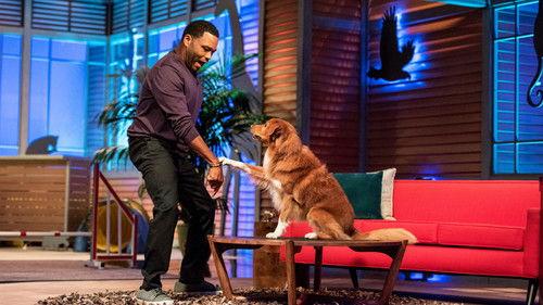 Animal Nation With Anthony Anderson Season 1 Episode 1 - George Lopez; Suzy Nakamura; Agility Dogs