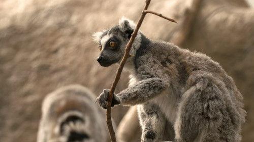 Dyrepasserne Season 8 Episode 12 - Episode 12