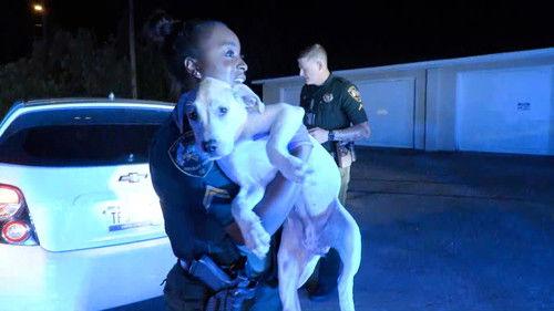 On Patrol: Live Season 1 Episode 2 - Stray Dogs