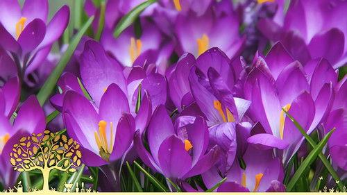 Gardeners' World Season 53 Episode 1 - Episode 1