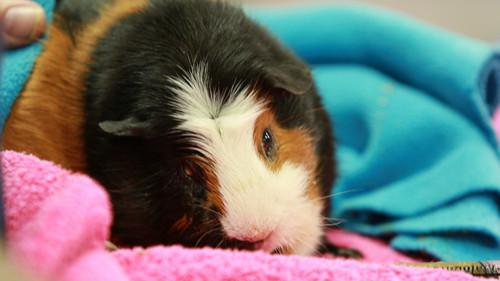 Dr. K's Exotic Animal ER Season 2 Episode 6 - Let Me Clear My Goat