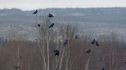 Alone Season 11 Episode 8 - The Marten Chronicles