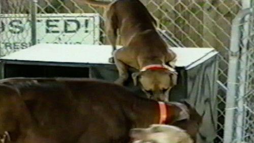 Funniest Pets & People Season 3 Episode 14 - Health Nut