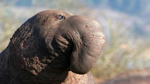 Nature Season 26 Episode 4 - The Beauty of Ugly