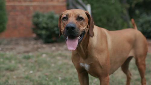 Dogs Season 2 Episode 2 - Space for Dogs