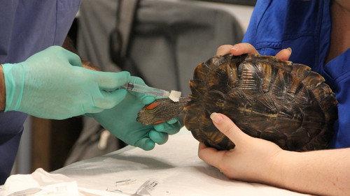 Dr. T, Lone Star Vet Season 1 Episode 2 - Mother of Dragons