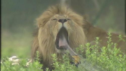 Journey to the West Season 2 Episode 4 - Obstacle at Lion Camel Ridge