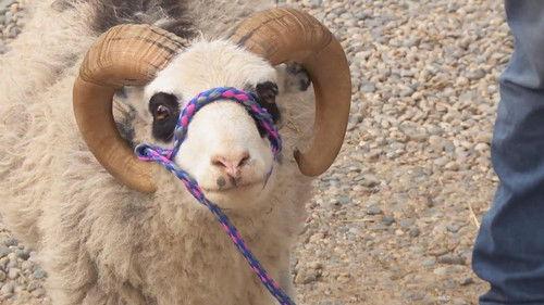 The Incredible Dr. Pol Season 13 Episode 3 - May the Horse Be With You