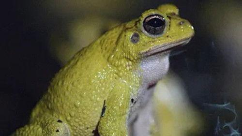 Costa Rica: The Rise of Nature Season 1 Episode 3 - The Marine Ecosystem