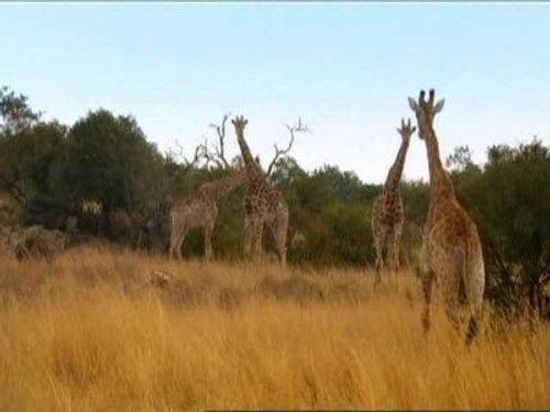 Wild at Heart Season 2 Episode 7 - Episode Seven