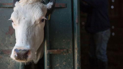 The Incredible Dr. Pol Season 6 Episode 8 - Chubby Bunny