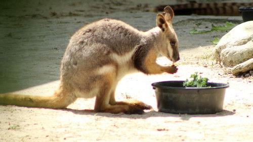 Secrets of the Zoo: Tampa Season 3 Episode 11 - Wallaby Welcome