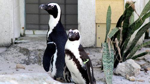 Secrets of the Zoo: Tampa Season 3 Episode 9 - Penguin Shuffle