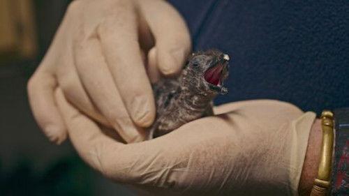 Penguin Town Season 1 Episode 4 - Lost and Found