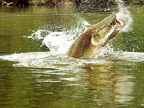 River Monsters Season 6 Episode 6 - Body Snatcher