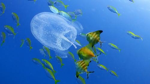 Reef School Season 1 Episode 15 - Space Explorers