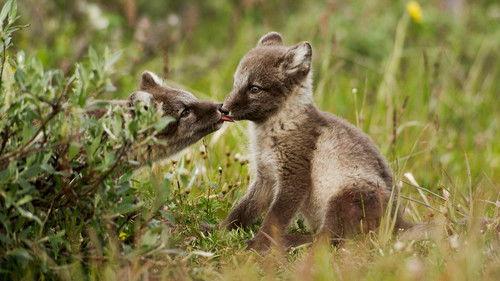 Nature Season 40 Episode 12 - American Arctic