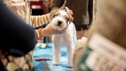 Crufts Season 15 Episode 12 - 2025 Day 4 - Best in Show
