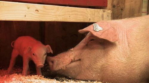 Dyrepasserne Season 6 Episode 1 - Episode 1