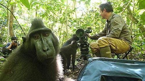 Natural World Season 33 Episode 5 - Meet the Monkeys