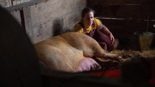 The Incredible Dr. Pol Season 18 Episode 5 - Three Little Piglets