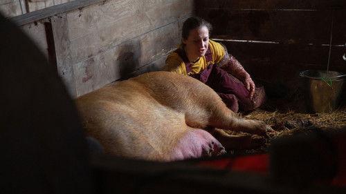 The Incredible Dr. Pol Season 18 Episode 5 - Three Little Piglets